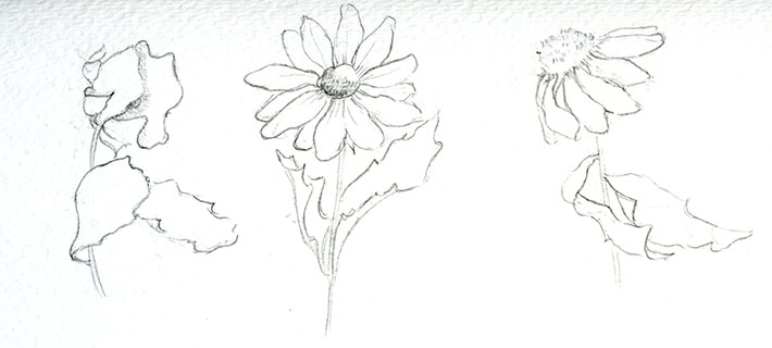710x320 Flower Drawing Techniques How To Make Flowers Pose For You - Wilted Flower Drawing