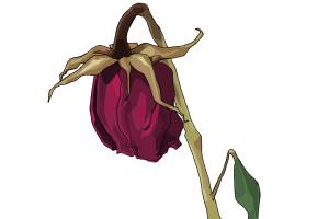 300x200 How To Draw A Dead Rose - Wilted Flower Drawing