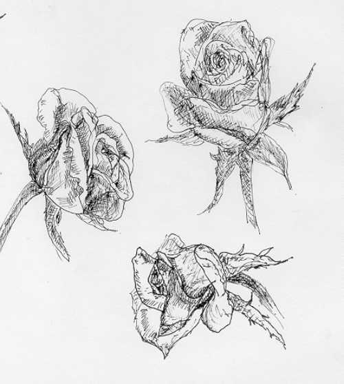 500x557 Rose Sketches - Wilted Rose Drawing