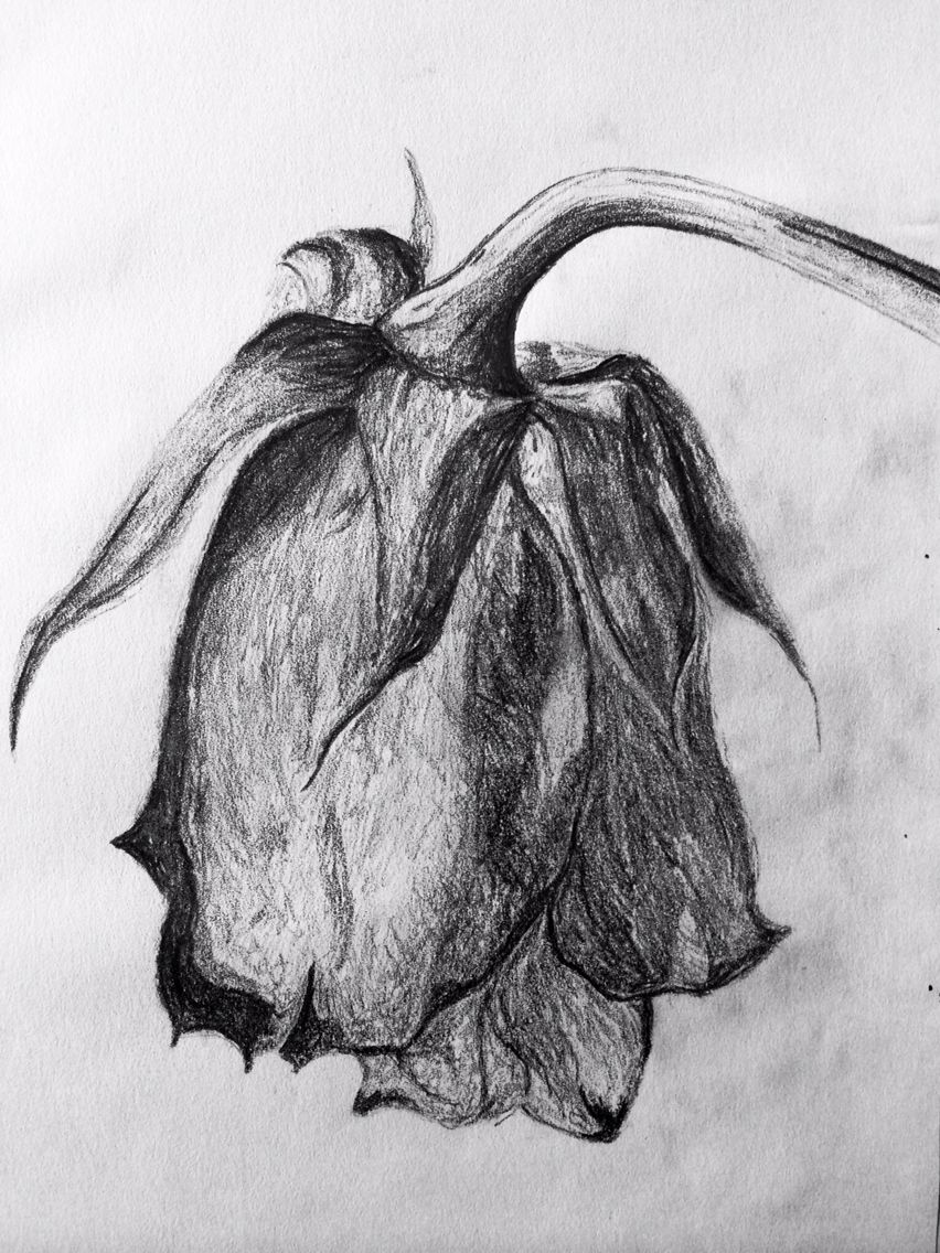 852x1136 Sketch Of A Wilted Rose Roses In Art Sketches, Rose - Wilted Rose Drawing