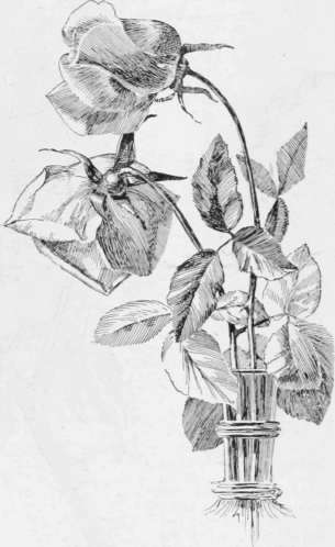 305x498 V - Wilted Rose Drawing