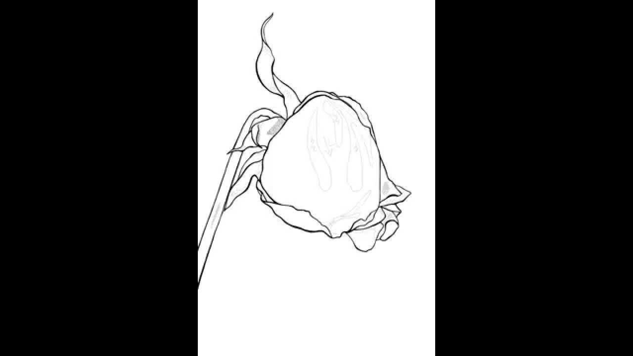 1280x720 Wilted Rose - Wilted Rose Drawing