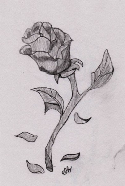 404x600 Wilted Rose Drawing - Wilted Rose Drawing