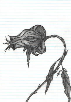 243x350 Wilted Rose - Wilted Rose Drawing