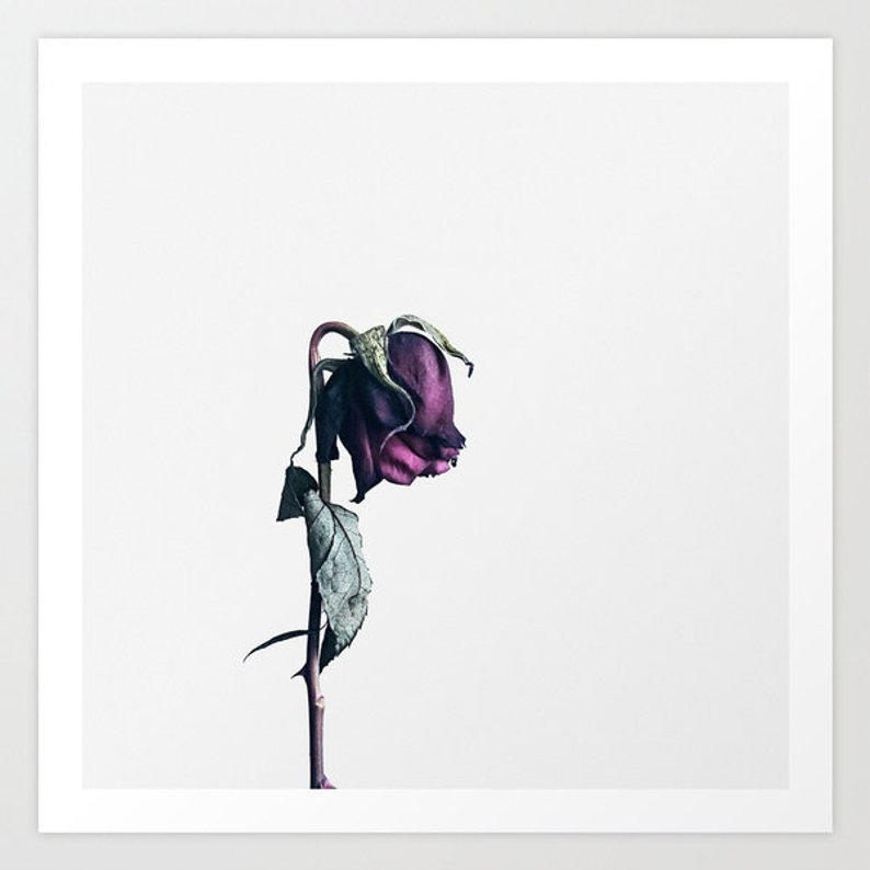 794x794 A Beautiful Demise Viiii Wilted Rose Photography Print Etsy - Wilted Rose Drawing