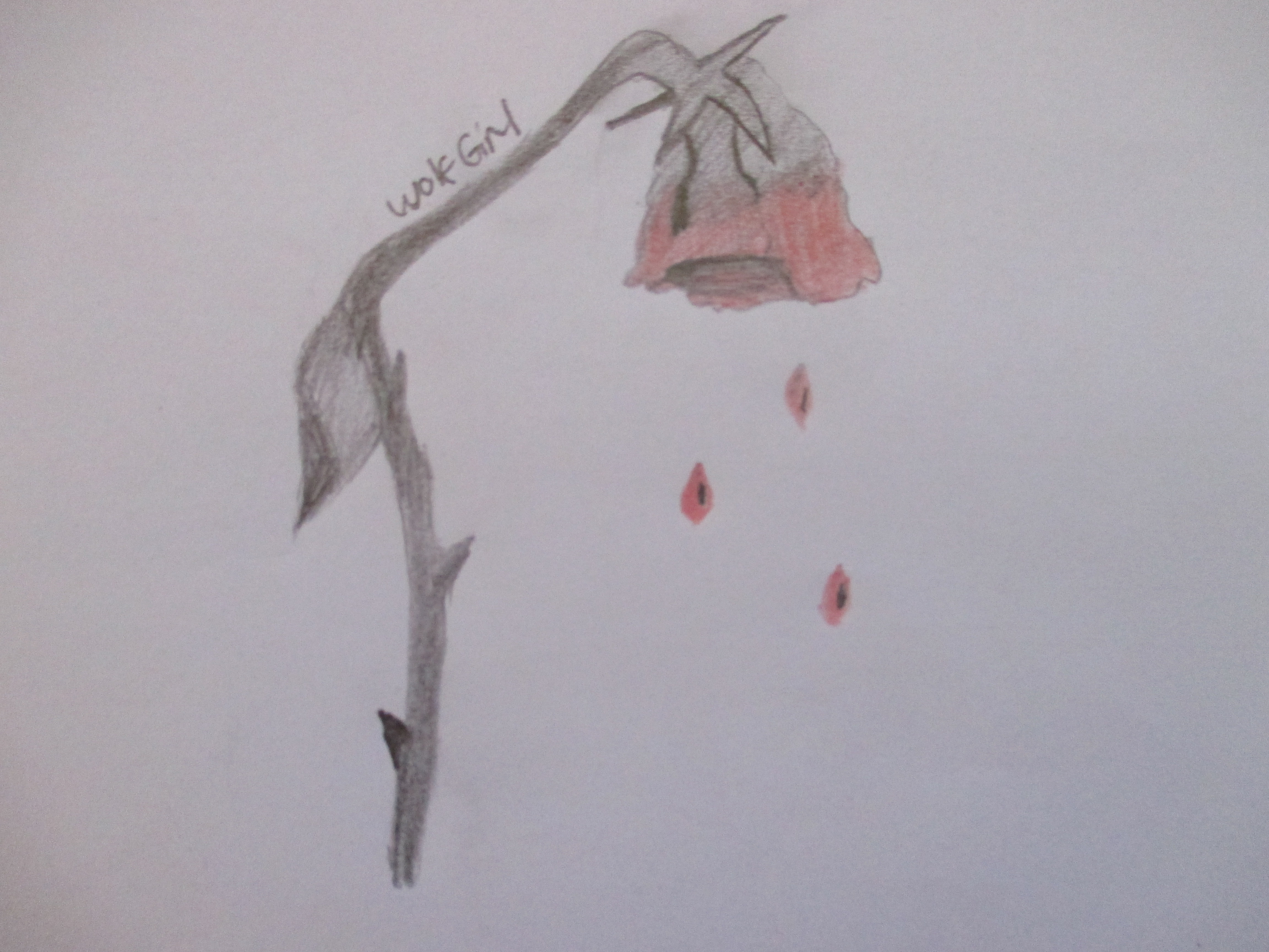 4608x3456 Wilted Rose Weasyl - Wilted Rose Drawing