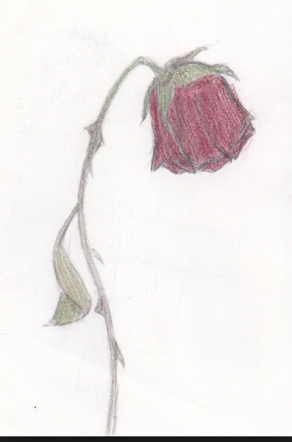 933x1409 wilted rose tattoo idea tats wilted rose, rose tattoos, art - Wilted Rose Drawing