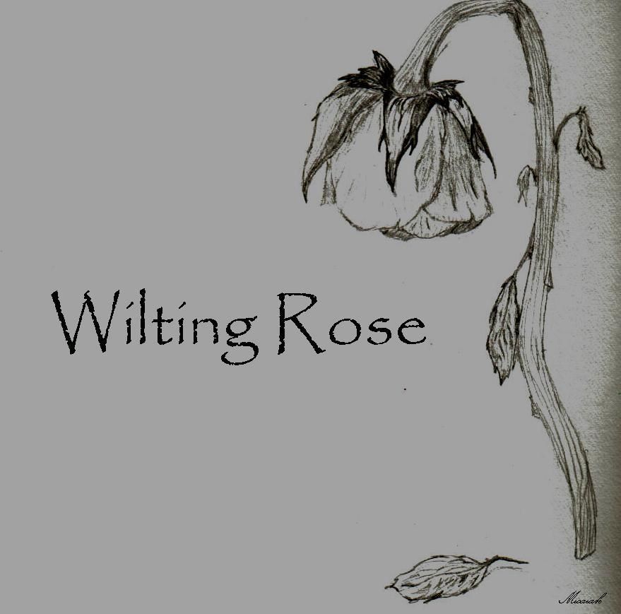 879x869 Wilting Rose - Wilted Rose Drawing