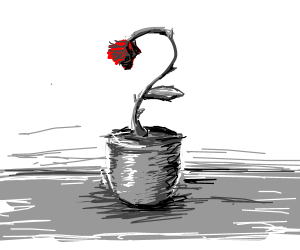 300x250 A Single Wilting Rose - Wilted Rose Drawing