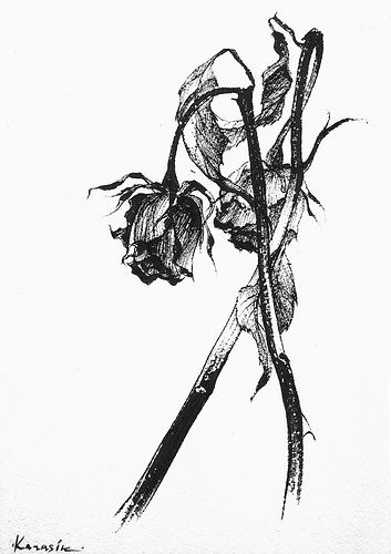 353x500 Wilting Rose Black And White - Wilted Rose Drawing