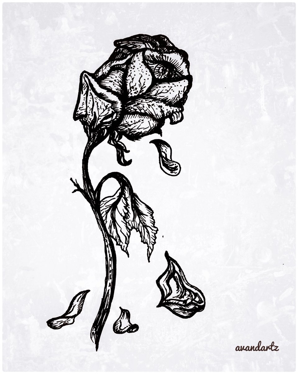 Wilted Rose Drawing at Explore collection of