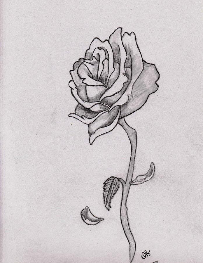 Wilted Rose Drawing at Explore collection of