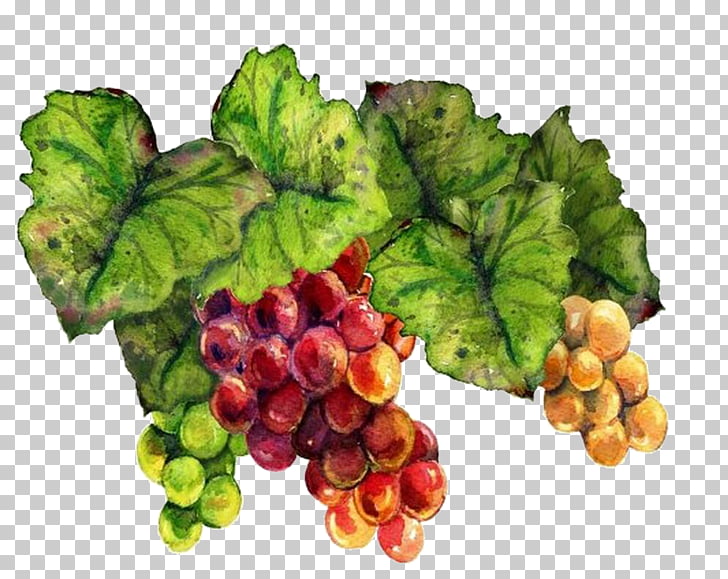 728x579 Grape Wine Drawing Raceme Art, Hand Painted Grapes Png Clipart - Wine Grapes Drawing