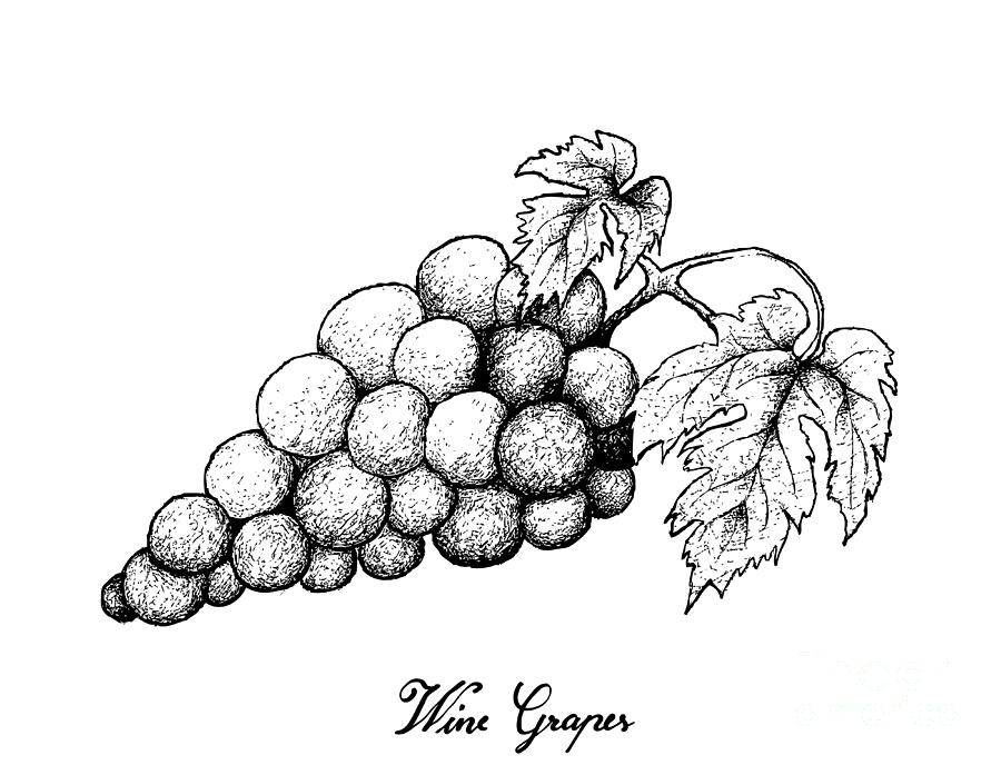 900x688 Hand Drawing Of Fresh Juicy Red Grapes Drawing - Wine Grapes Drawing