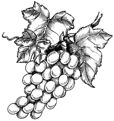 400x425 How To Draw Grapes Howstuffworks - Wine Grapes Drawing