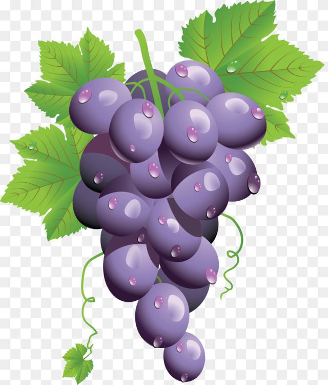 640x750 Wine Common Grape Vine Food Drawing Cc0 - Wine Grapes Drawing