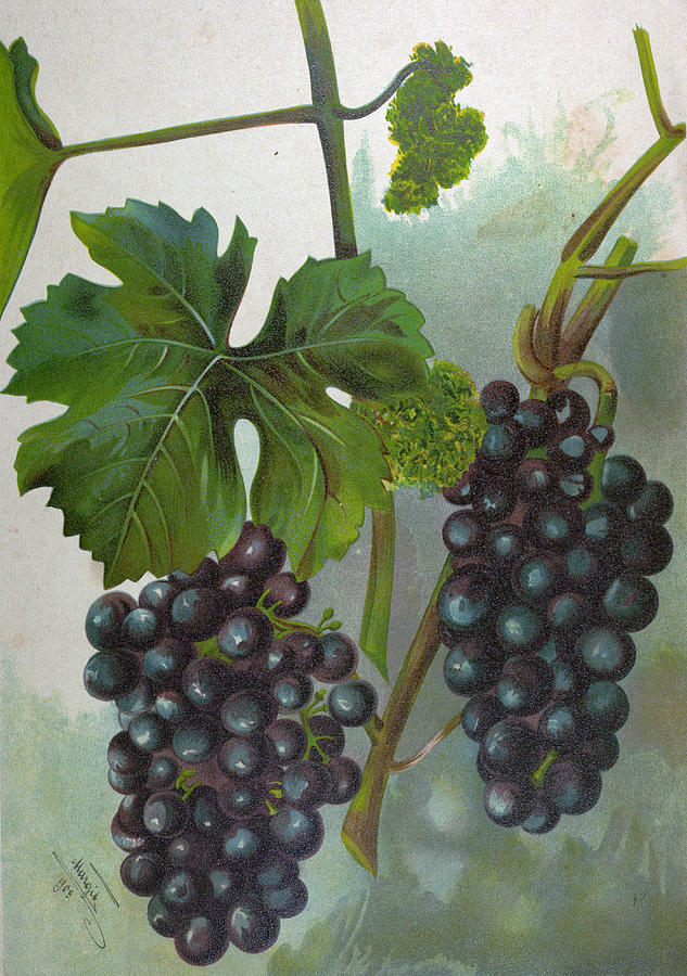 633x900 Wine Grapes, Vine, Agriculture, Fruit, Food And Drink Drawing - Wine Grapes Drawing