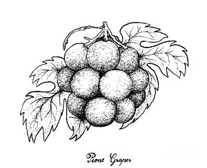 300x244 Wine Grapes Drawings - Wine Grapes Drawing
