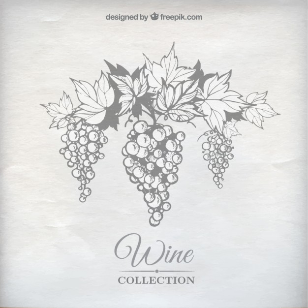 626x626 Wine Grapes Vector Free Download - Wine Grapes Drawing