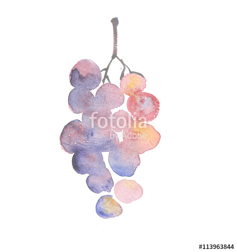 471x500 Rosy Grape Watercolor Sketch Hand Drawn Wine Bunch Of Grapes - Wine Grapes Drawing