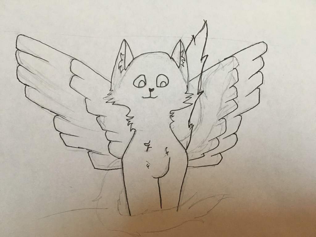 1024x768 Winged Cat Drawing Warriors Amino - Winged Cat Drawing