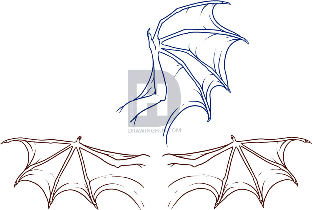 1067x720 How To Draw Dragon Wings, Step - Wings Drawing