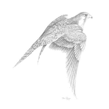 375x375 Peregrine Falcon, Extended Wings Drawing - Wings Drawing