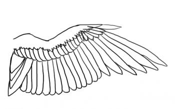 350x219 How To Draw A Bird Wing, Step - Wings Drawing Easy