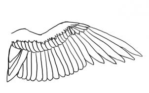 302x189 How To Draw A Bird Wing, Step - Wings Line Drawing