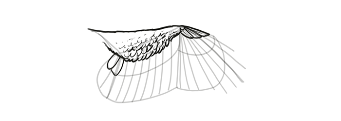 700x248 how to draw and animate wings birds, bats, and more - Wings Line Drawing