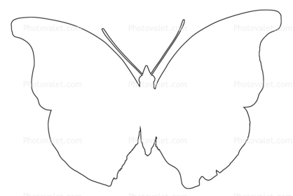 418x279 Outline Butterfly, Wings, Line Drawing, Shape Images, Photography - Wings Line Drawing