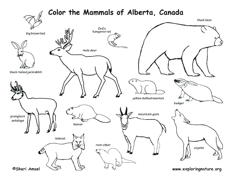 792x612 winter animal coloring pages plus winter animals coloring pages - Winter Animals Drawing