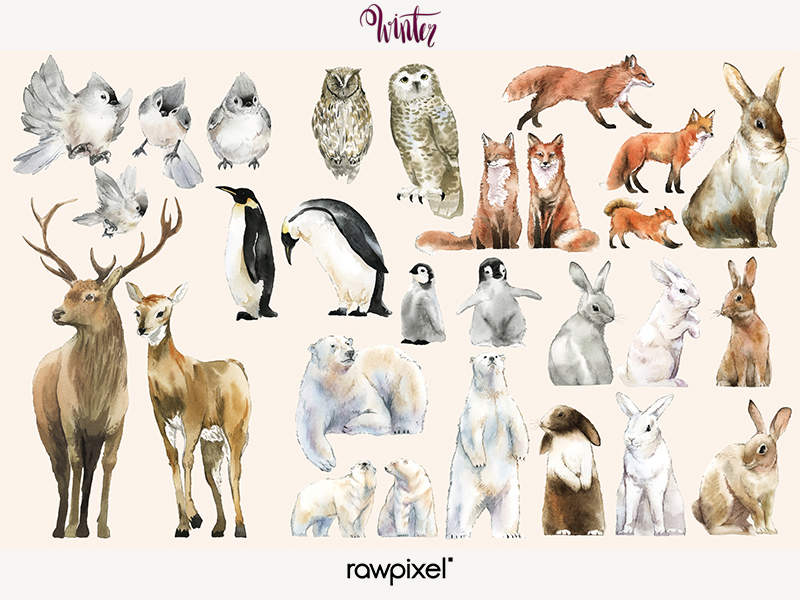 800x600 Winter Animals Vector Set - Winter Animals Drawing