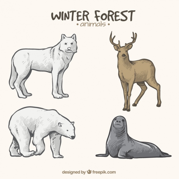 Winter Animals Drawing at Explore collection of