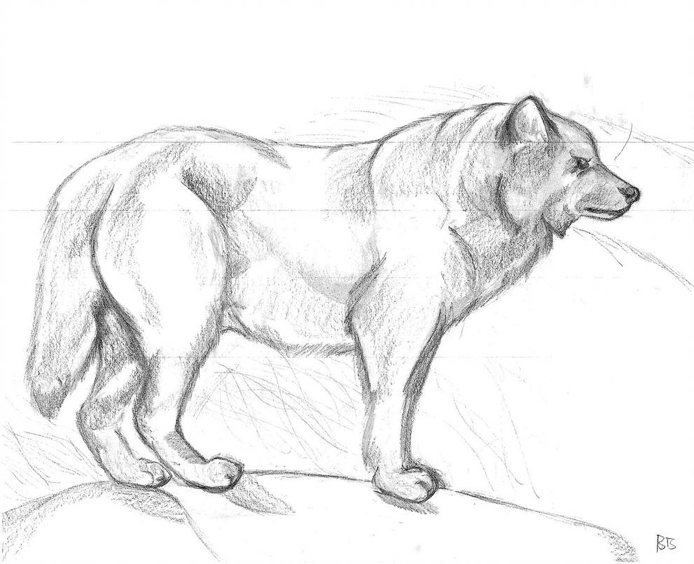 991x806 Arctic Wolf - Winter Coat Drawing