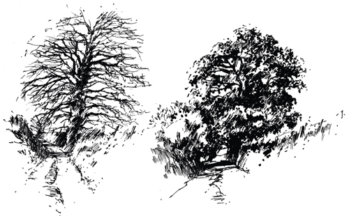 500x310 How To Draw Trees In Winter - Winter Drawing Images
