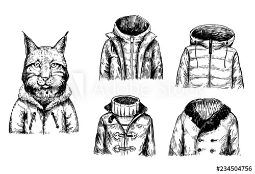 500x341 sketch of lynx in winter jacket hand drawn vector illustration - Winter Jacket Drawing