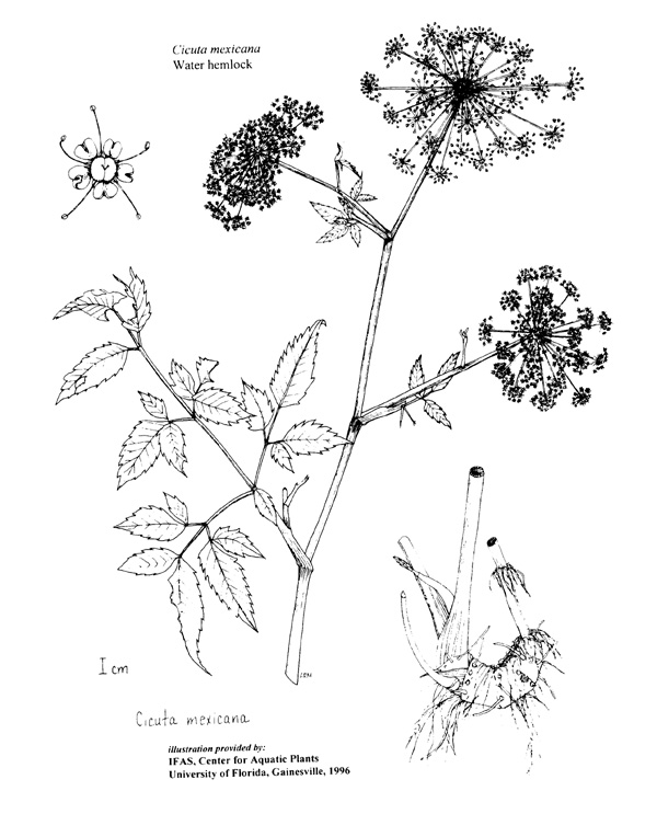 600x743 plant line drawings ufifas center for aquatic and invasive plants - Winter Line Drawing