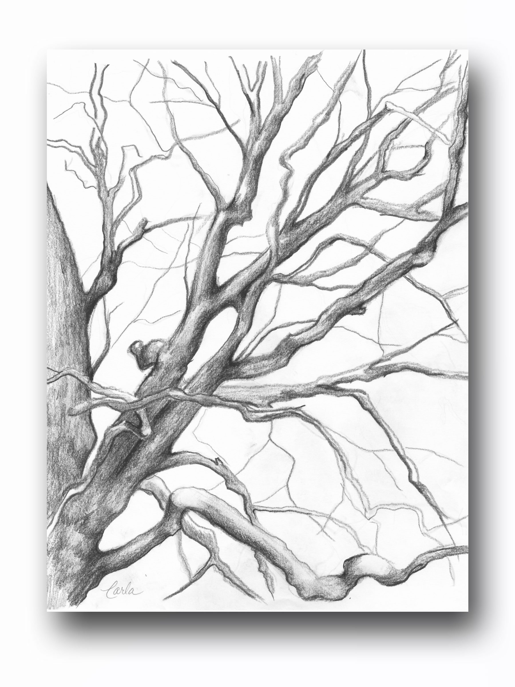 1800x2400 tree illustration print, charcoal drawing of branches, winter tree - Winter Tree Drawing