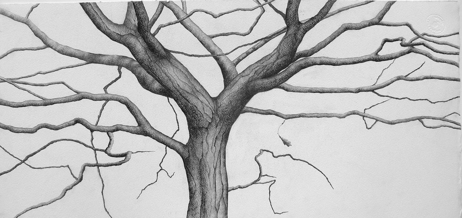 1500x709 ali morgan spring summer autumn winter tree drawings - Winter Tree Drawing