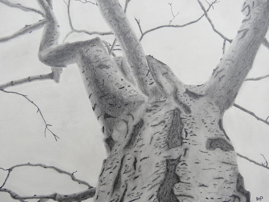 900x675 Winter Tree Drawing - Winter Tree Drawing