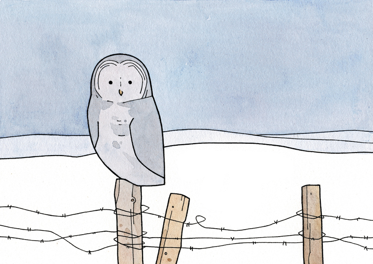 750x531 great gray owl and barbed wire fence drawing owls - Wire Fence Drawing