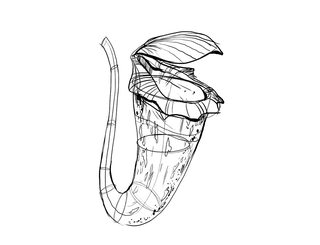 320x245 Terminology - Wireframe Drawing