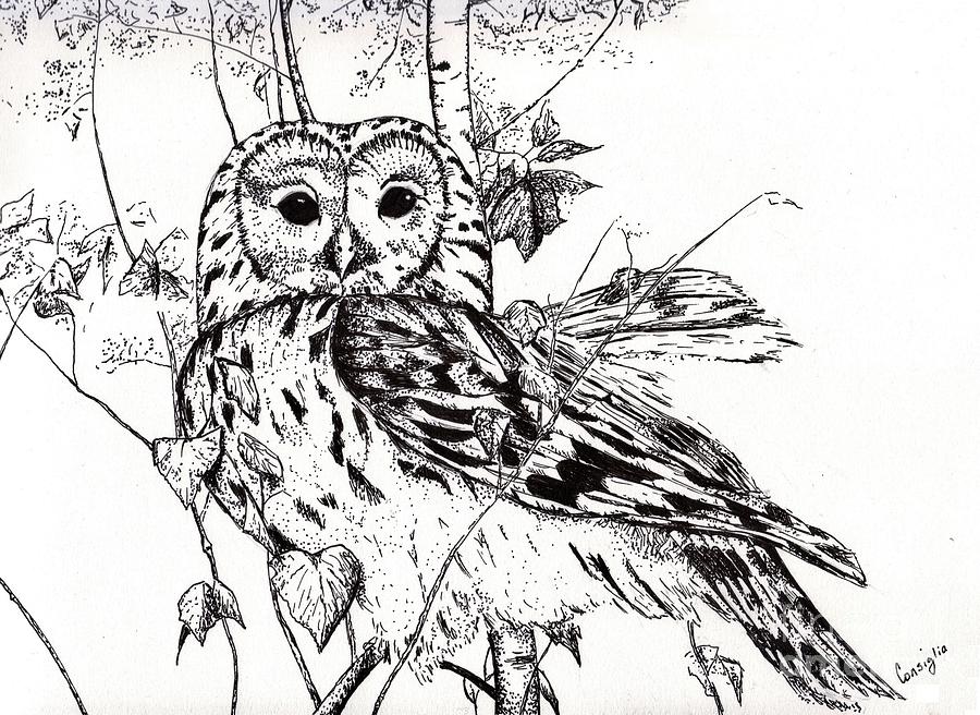 900x656 the wise owl drawing - Wise Owl Drawing