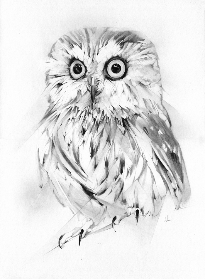 699x950 wise owl - Wise Owl Drawing