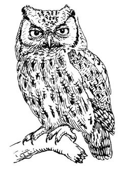236x342 Best Owl Drawings Images Barn Owls, Pencil Drawings, Animal - Wise Owl Drawing