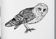 190x133 cute, wise owl eagle owl sketch owl owls animal bird water bottle - Wise Owl Drawing