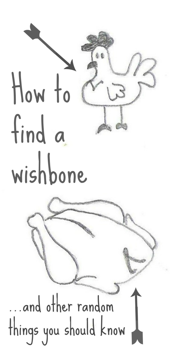 600x1200 How To Find A Wishbone And Other Random Things You Should Know - Wishbone Drawing