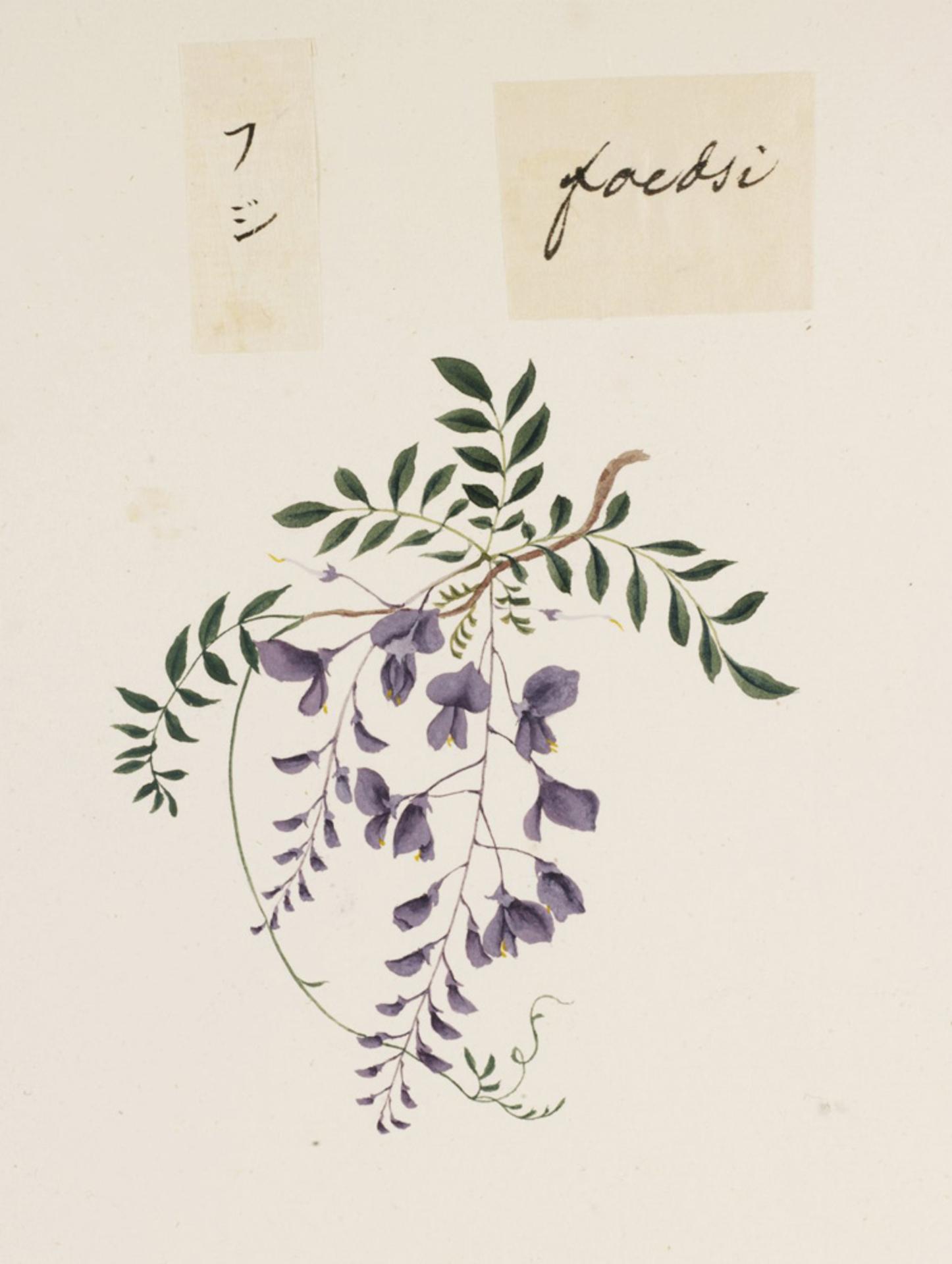 1446x1920 filenaturalis biodiversity center - Wisteria Drawing