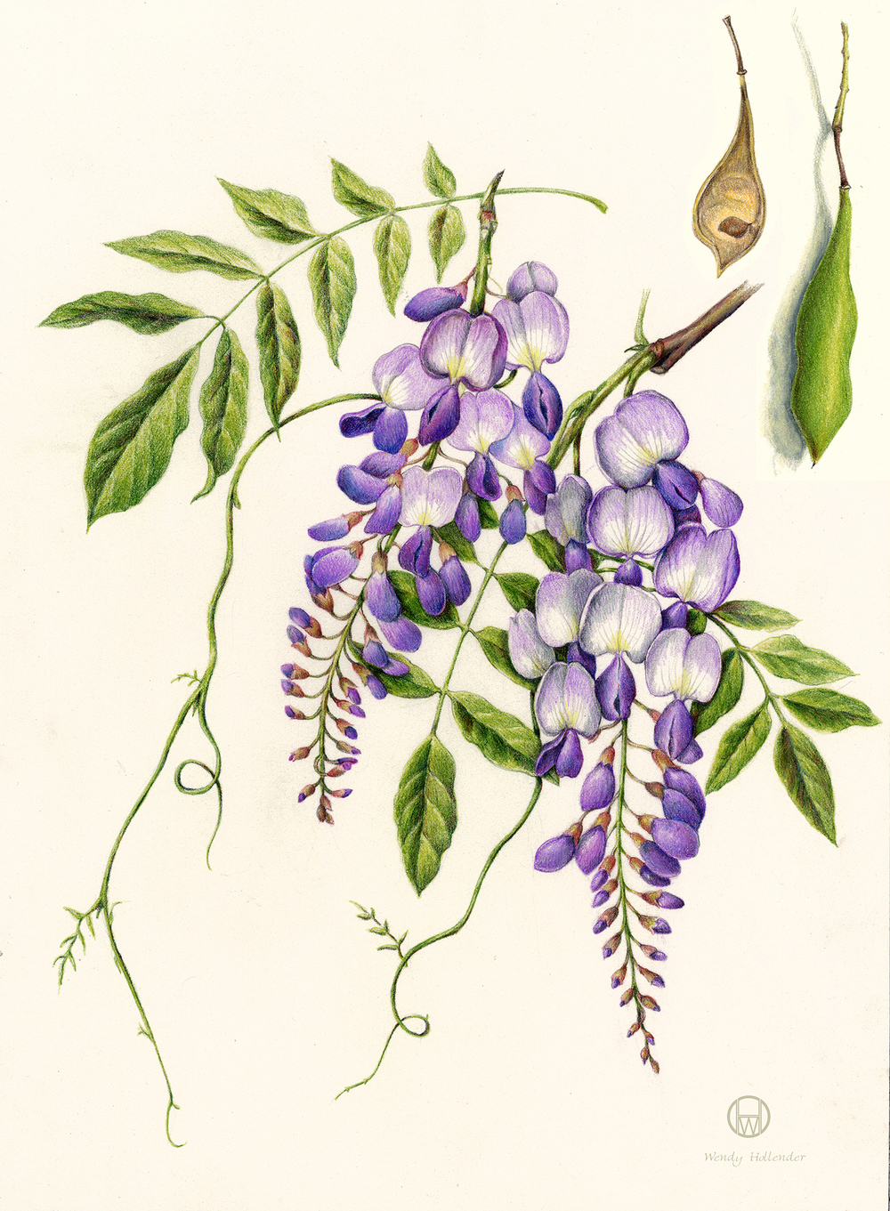 Wisteria Drawing at Explore collection of Wisteria